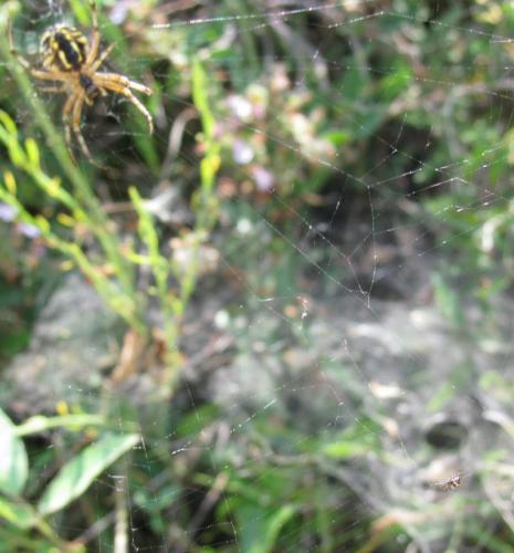 Argyrodes argyrodes