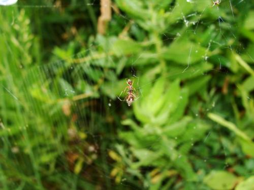 Argyrodes argyrodes