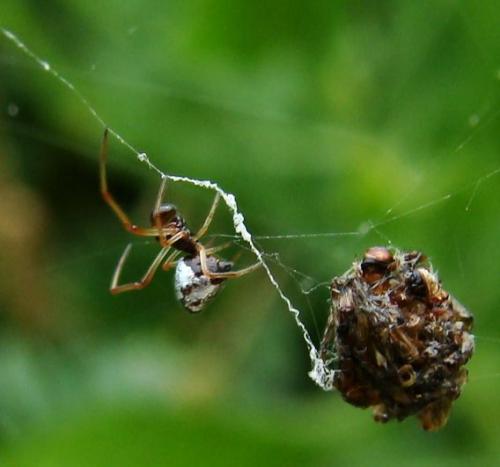 Argyrodes argyrodes