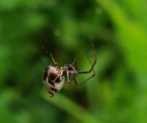 Réf. 34 587 : Argyrodes argyrodes