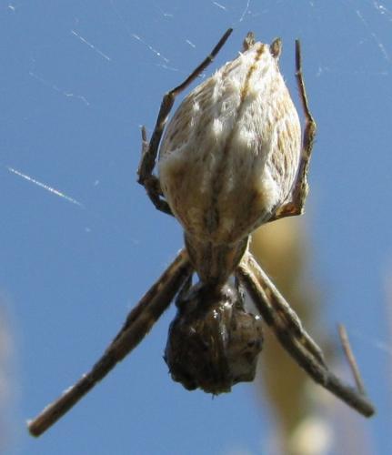 Uloborus walckenaerius