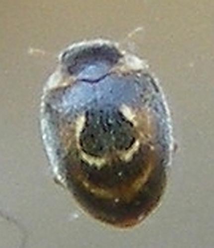Clitostethus arcuatus