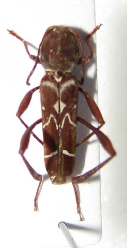 Réf. 34 977 : Neoclytus cacicus