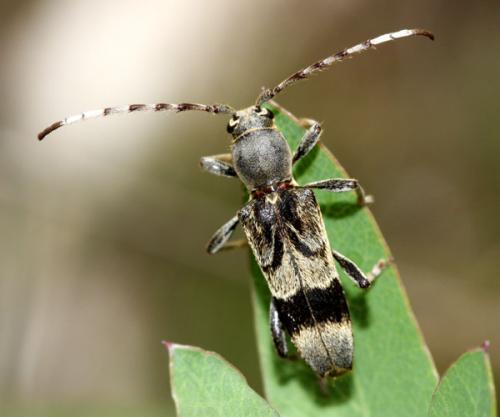 Anaglyptus gibbosus