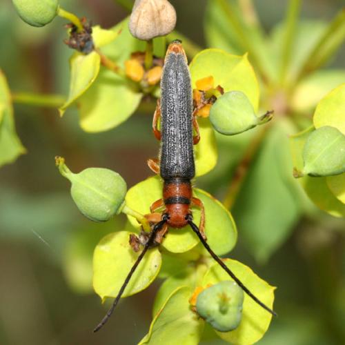 Réf. 34 788 : Oberea erythrocephala