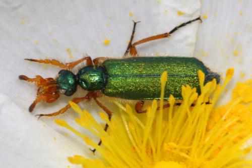 Réf. 34 948 : Cerocoma schaefferi