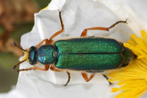 Réf. 34 949 : Cerocoma schaefferi