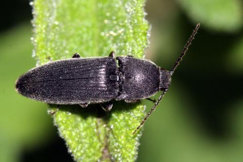 Melanotus punctolineatus