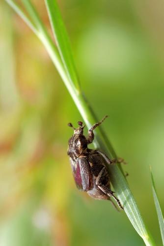 Valgus hemipterus