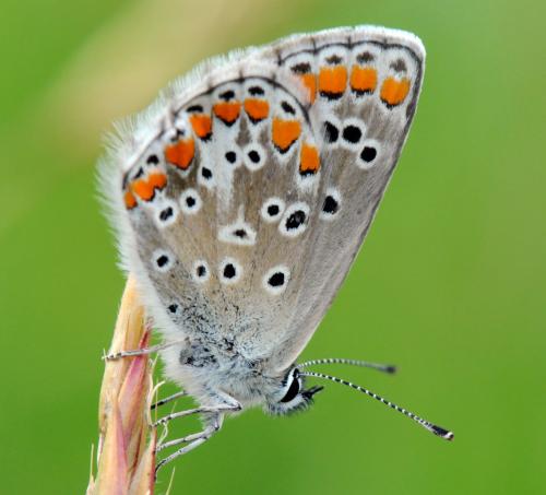 Réf. 34 807 : Aricia agestis