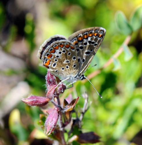 Réf. 34 808 : Polyommatus icarus
