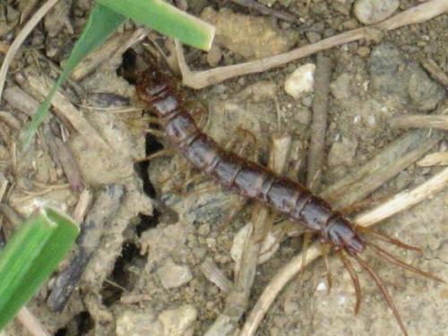 Lithobius sp.