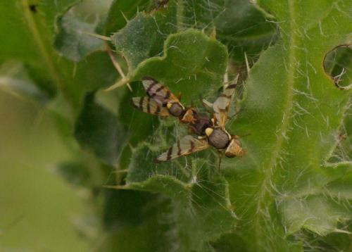 Urophora sp.