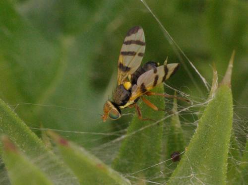 Urophora sp.