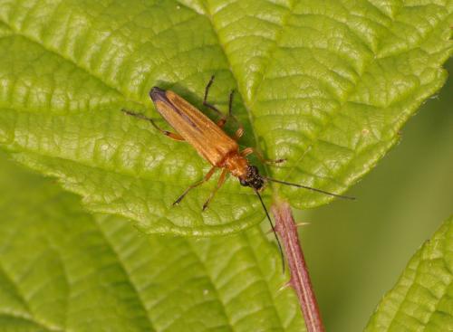 Oedemera podagrariae
