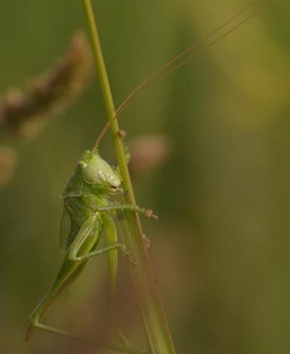 Tettigonia viridissima