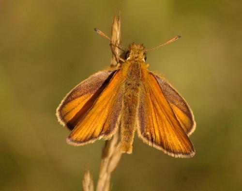 Réf. 34 568 : Thymelicus sp.