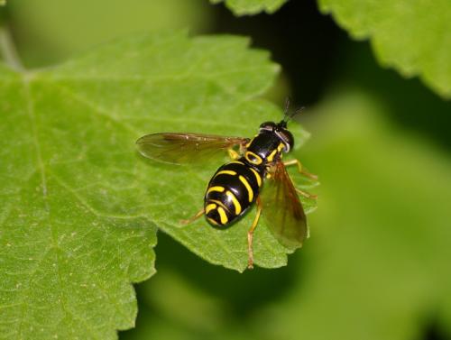 Réf. 34 442 : Chrysotoxum vernale