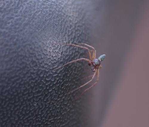 Réf. 34 437 : Philodromus sp.