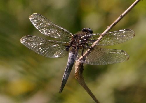 Libellula fulva