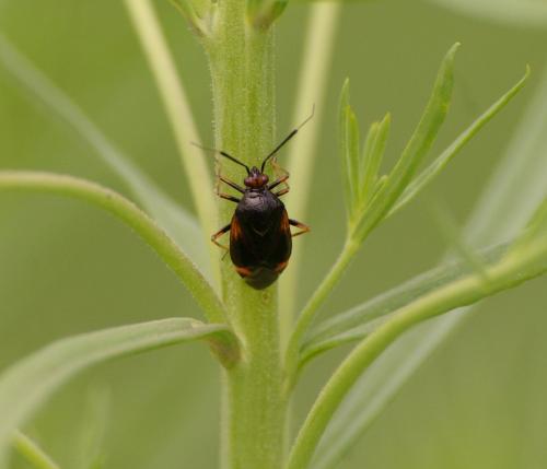 Deraeocoris sp.