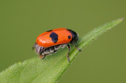 Réf. 34 054 : Clytra sp.