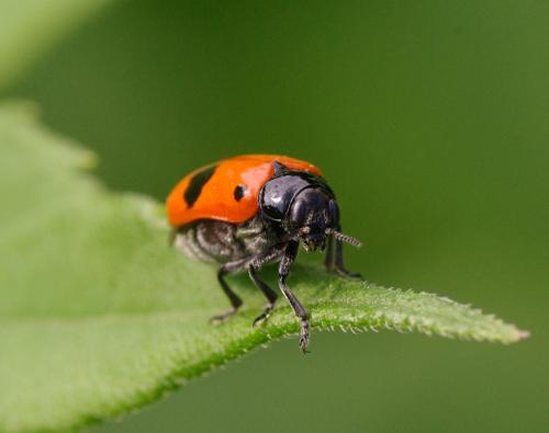 Réf. 34 053 : Clytra sp.
