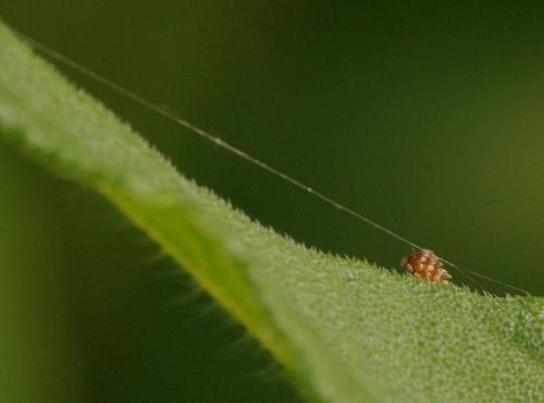 Réf. 34 058 : Clytra sp.