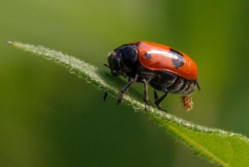 Réf. 34 056 : Clytra sp.