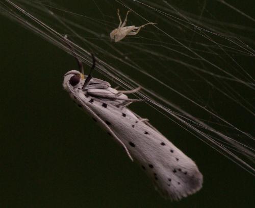Yponomeuta padella