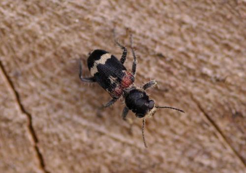 Clerus mutillarius