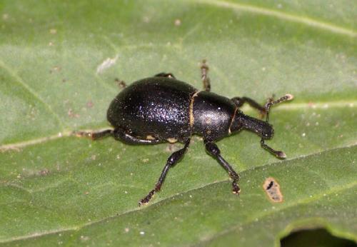 Liparus coronatus