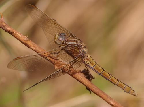 Orthetrum coerulescens