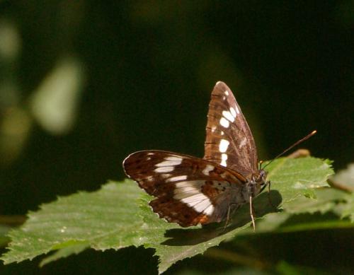 Réf. 34 483 : Limenitis camilla