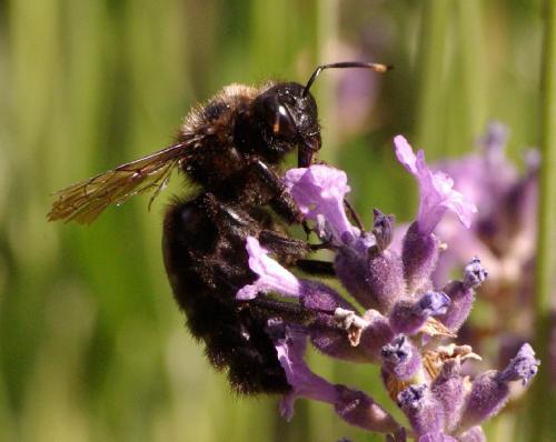 Réf. 34 538 : Xylocopa violacea