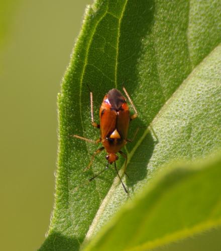 Réf. 34 698 : Deraeocoris ruber