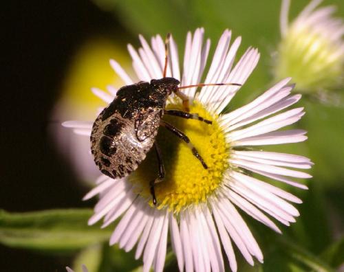 Réf. 34 818 : Picromerus bidens