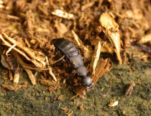 Ocypus sp.
