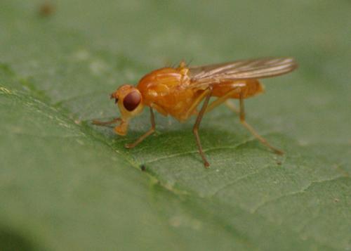 Psila sp.