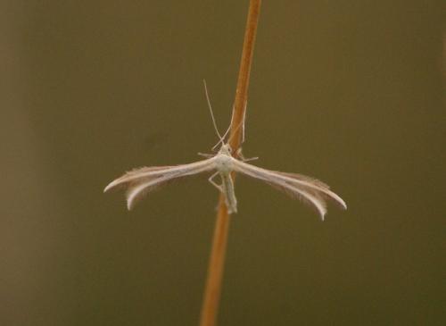 Réf. 34 688 : Merrifieldia leucodactyla