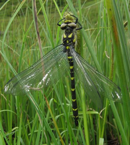 Réf. 34 870 : Cordulegaster bidentata