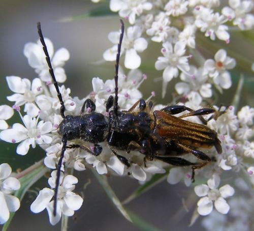 Stenopterus ater