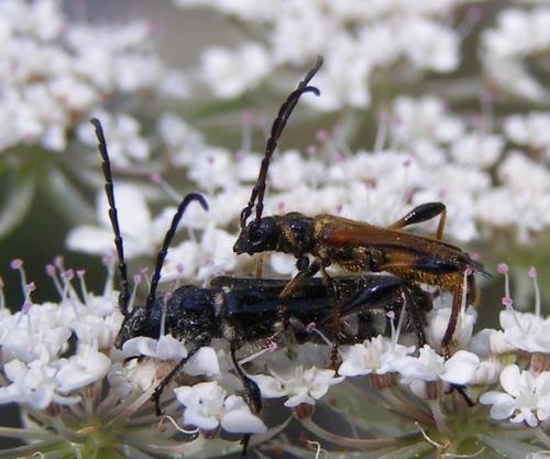 Réf. 34 272 : Stenopterus ater