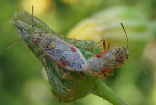 Liorhyssus hyalinus