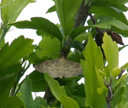 Pleuroptya ruralis