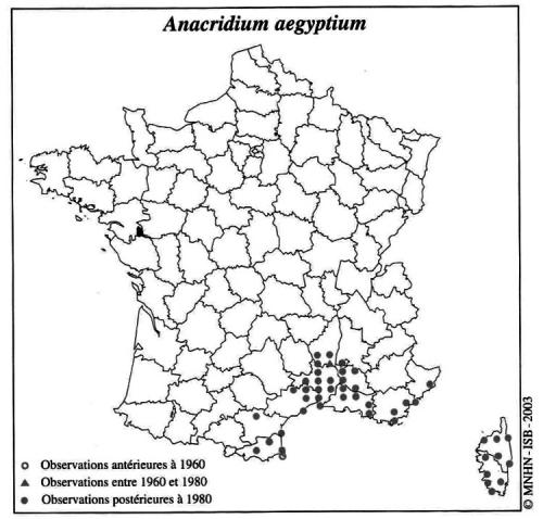 Anacridium aegyptium