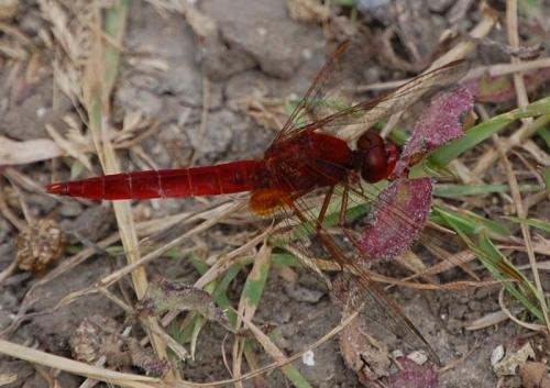 Réf. 34 390 : Crocothemis erythraea