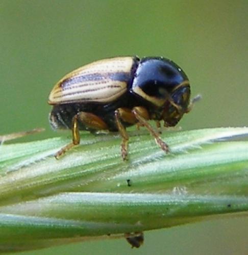 Réf. 34 672 : Cryptocephalus pygmaeus