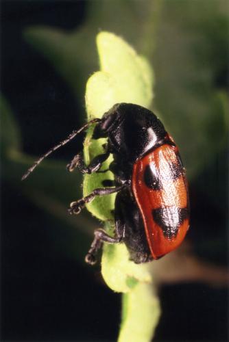 Réf. 34 383 : Cryptocephalus loreyi