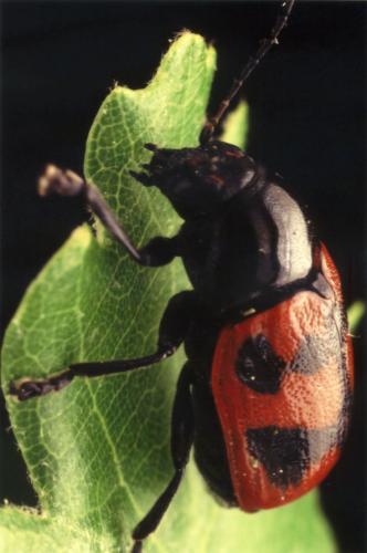 Cryptocephalus loreyi